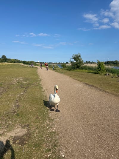 A full shot on a sunny day depicts a white swan standing on a gravel path in Brøndby Strand, Denmark. The swan is the primary subject, facing the camera with its head slightly turned. To the left of the path is a grassy area with a shadow of a person visible. In the distance, three individuals are cycling on the same path, with one person carrying an orange inflatable tube. Beyond the path and grass, a body of water is visible, bordered by tall reeds and trees. In the background, wind turbines can be seen on the horizon. Several geese are scattered on the grassy area near the water. The sky is blue with scattered white clouds.
