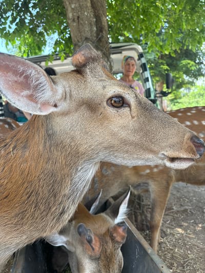 A close-up shot focuses on the head of a deer, highlighting its large brown eye and textured fur. The deer is facing right, with its ear raised. In the background, a woman wearing a headscarf and a pink shirt stands near an open vehicle under a tree with green leaves. The ground is covered with dirt and straw, and another deer is visible in the mid-ground, also with a spotted coat. The scene appears to be outdoors in a zoo or wildlife park in Xiuying District, China, where visitors can interact with animals.
