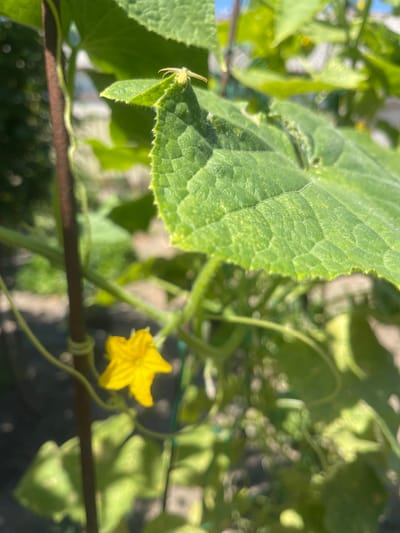 This is a close-up, outdoor photograph of a cucumber plant. A small, pale yellow spider with long legs is perched on the edge of a large, textured green leaf. Below the leaf, a bright yellow cucumber flower with five petals is in focus. The plant is supported by a dark brown stake, to which a green vine is loosely tied. The background is blurred, showing more green foliage and hints of sunlight, suggesting a garden setting. The image does not contain any information or context related to Primorsko-Akhtarsk, Russia.