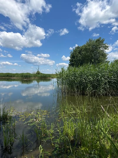 This is a vertical, eye-level, outdoor photograph of a calm body of water with dense green reeds lining the right bank and extending across the middle distance of the scene. The water's surface is smooth, reflecting the bright blue sky, scattered white cumulus clouds, and the surrounding vegetation. A large, bushy green tree is situated on the right side of the image, behind the reeds. In the middle ground, across the water, is a long expanse of reeds. A single, bare, dead tree stands in the reeds in the distance. The foreground shows the water with submerged and emergent green vegetation, including some lily pads and small pink flowers. The overall environment appears to be a natural wetland area. The location is identified as Буркоўскі сельскі Савет, Belarus. There are no people or animals visible in the image.