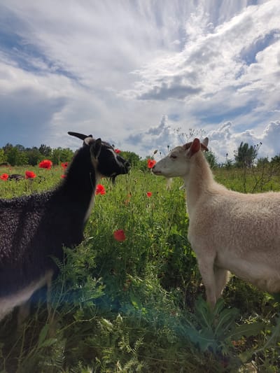 Two goats, one black and one white, stand in a field of green grass and red poppies under a cloudy blue sky. The black goat is on the left, facing right, with its head slightly lowered as if grazing. The white goat is on the right, facing left, with its head held higher. Both goats have small horns and appear to be of similar size. The background is a mix of green foliage and trees, with more poppies scattered throughout the field. The overall impression is a peaceful pastoral scene.