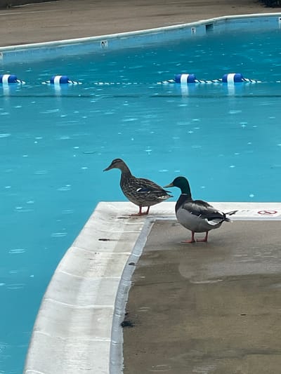 Two ducks stand on the edge of a swimming pool. The pool, filled with blue water, has a safety line with blue and white buoys. The edge of the pool is concrete and has some discoloration and imperfections. The scene appears to be outdoors. This is Belle Haven, United States of America.