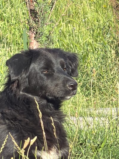 A black dog with shaggy fur and amber eyes rests its head on its paws in a grassy area. The dog is positioned on the left side of the frame, with its body mostly obscured by the tall green grass. The background consists of a dense field of grass, with a thin, vertical tree trunk visible on the left side of the image, suggesting an outdoor environment. The lighting indicates a sunny day, casting shadows on the dog's fur. The overall scene is one of a dog relaxing in nature. The image is not specified to be in Shalikiantkari, Georgia.