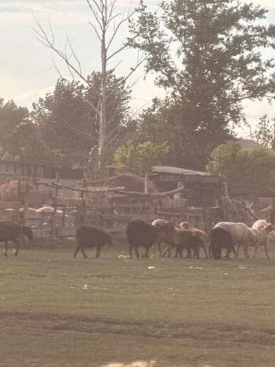 The image shows a group of animals, likely sheep or goats, standing in a grassy field near some trees and a rustic structure. The animals are of varying colors, including white, brown, and black. Some appear to be lying down while others are standing. The setting suggests an outdoor farm or petting zoo environment. The lighting indicates it might be daytime, possibly late afternoon or early morning, given the soft light. The overall scene appears peaceful and pastoral. There is no visible text in the image.