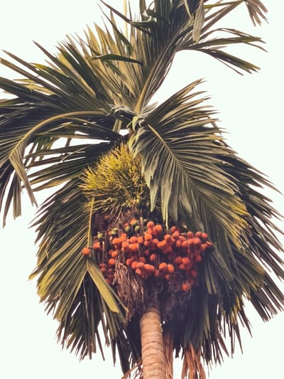 An upward-facing photographic depiction shows the upper trunk and crown of an Areca palm (betel nut tree) situated in Teumpokteungku, Indonesia. The tree features a textured, light brown trunk segment at the bottom. A dense array of long, green palm fronds radiates from the crown, partially obscuring the base of the fronds. Immediately below the fronds, multiple large clusters of small, ovoid fruits are visible. The majority of these fruits are a prominent orange-red, indicating maturity, while some smaller, greenish fruits are interspersed among them. Above the main fruit clusters, a yellowish, spiky inflorescence is present. The background is an undifferentiated, light-toned sky. No human figures or other distinct objects are present.
