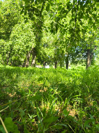 A low-angle, eye-level shot captures a sun-dappled meadow filled with lush green grass and foliage in Terekty, Kazakhstan. In the background, several mature trees with thick trunks and dense green canopies create a natural, shaded ambiance. The leaves of the trees, illuminated by sunlight, cast dappled shadows on the ground, enhancing the serene, natural setting. The foreground is dominated by the vibrant green grass, with some blades appearing taller and more defined, while others blend into a soft carpet of green. The overall impression is one of a peaceful, natural environment bathed in sunlight.