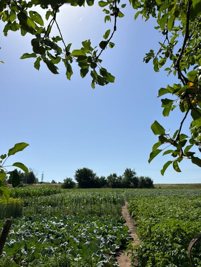 An outdoor, eye-level shot captures a sunny agricultural scene. The foreground is dominated by lush green crops, likely cabbage, with large, ruffled leaves filling the left side of the frame. To the right, a dirt path winds through rows of what appear to be potato plants, their delicate purple flowers visible amidst the green foliage. Beyond these cultivated fields, a line of trees forms the horizon, with a distant power line tower visible against the clear blue sky. Overhanging branches of a fruit tree, adorned with small green fruits and leaves, frame the top of the image, casting dappled shadows and adding a natural border. The overall impression is one of rural tranquility and agricultural bounty under a bright summer sky in the village of Novosilka, Ukraine.