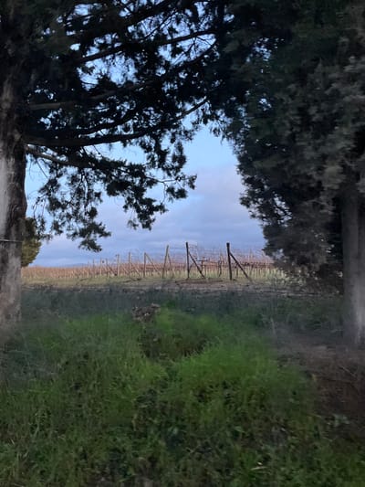 The image displays a tranquil vineyard landscape, characteristic of regions like Montalcino, Italy, with the view appearing to be rotated 90 degrees counter-clockwise from its natural orientation. If viewed correctly, a pale blue sky with hints of light clouds would be at the top, transitioning towards the horizon.
The central area is dominated by an extensive vineyard, featuring numerous rows of bare grapevines supported by wooden trellises, stretching into the distance. The absence of foliage on the vines suggests the dormant season, likely late autumn, winter, or early spring. The ground between the vine rows is visible, appearing as muted brownish-gray soil.
In the foreground, a vibrant patch of green grass occupies the left side of the frame, indicating a field or pathway adjacent to the vineyard. On the right, dark, dense evergreen trees, possibly cypress or pine, frame the scene, their silhouettes visible against the softer light of the sky.
The lighting is diffuse and gentle, suggesting either dusk or early morning. The overall atmosphere is one of serene natural beauty. No people, animals, or specific activities are visible within the frame. There is no discernible text.