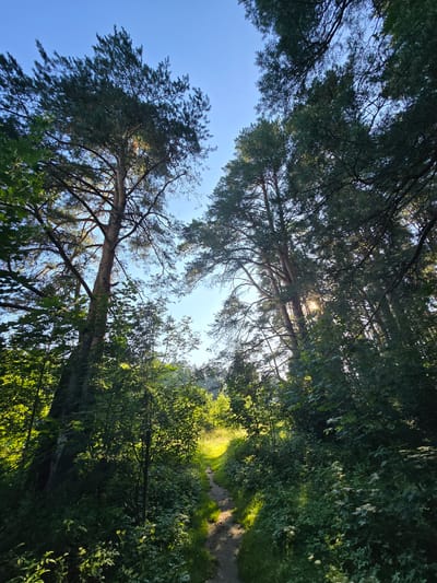 The image captures a sunlit forest path leading into a dense woodland. Tall pine trees with their needles form a canopy overhead, allowing shafts of sunlight to filter through and illuminate the scene. Lush green foliage lines the dirt path, with smaller trees and undergrowth creating a vibrant, natural setting. The sky above is a clear, bright blue. The location is identified as being within the city of Voinskaya Chast' Mchs, Russia, suggesting a rural or natural area within or adjacent to the city. There are no people or animals visible in the image.