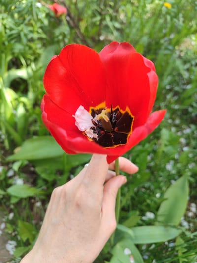 A close-up, eye-level shot shows a hand holding a single, partially-open red tulip flower against a background of blurred green vegetation and small white flower petals scattered on the ground. The tulip has a dark brown and yellow center with a piece of white petal stuck to the inside. The hand is light-skinned with visible freckles. The environment appears to be a garden or grassy area, possibly in Malaya Purga, Russia.