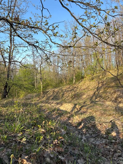 The image depicts a forest scene, likely in early spring. The sky is blue and visible through the branches of trees in the foreground, some of which are budding with new green leaves. A path or clearing runs through the center of the image, bordered by trees and ground covered in dead leaves and some emerging green vegetation. Shadows cast by the trees create a dappled light effect on the path and surrounding area. The image appears to be taken at ground level, looking down the path into the forest. Dragievtsi, Bulgaria, is not explicitly confirmed in the image, but the environment of the image is possible in this town.