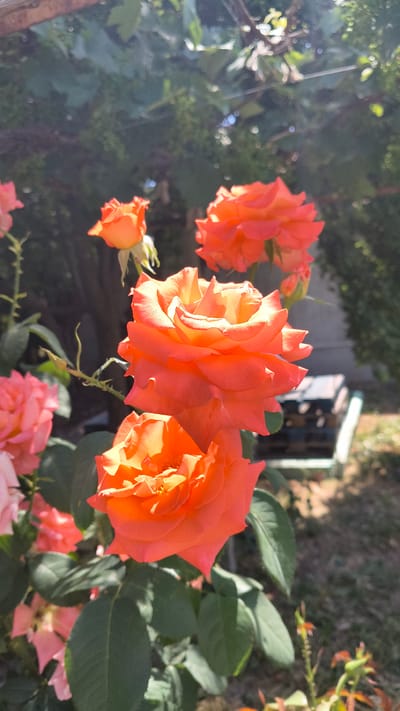 This media file displays a close-up, low-angle shot of several vibrant orange and pink roses in bloom. The flowers are the primary subjects, with three prominent orange roses dominating the foreground. Their petals are richly textured and catch the sunlight, creating a warm glow. A smaller, unopened orange bud is visible to the left. In the background, softer pink roses are less defined.

The scene appears to be a garden or an outdoor floral setting. Green foliage provides a lush backdrop, and in the further distance, the edge of what looks like a structure, possibly a fence or a small building, can be seen. The lighting suggests it is daytime, with the sun casting highlights and shadows on the petals, indicating a sunny day, possibly late afternoon or early morning due to the warmth of the light.

The overall mood is serene and natural, celebrating the beauty of the blooming roses. There are no people or visible text in the image. The location context provided is Han Krum, Bulgaria.