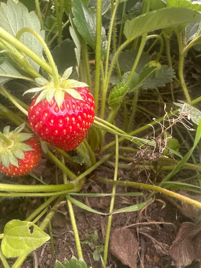This media file captures a close-up view of ripe strawberries growing on a plant. The primary subjects are two bright red strawberries, one larger and more prominent in the foreground, with its seeds clearly visible. A smaller strawberry is positioned below and to the right of the main one. The scene is set in a garden or agricultural environment, indicated by the surrounding green leaves and stems of the strawberry plant, as well as the dark soil and some dry, brown leaves on the ground. The lighting suggests it is daytime, likely outdoors. No people are visible, and there is no text. The overall impression is one of natural growth and ripeness. The location context provided is Сарымолдаев ауылдық округі, Kazakhstan, suggesting this is a view of strawberry cultivation in that region.
