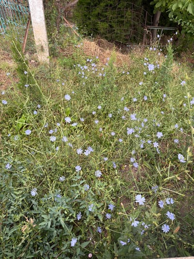 The image shows a patch of wild chicory flowers with pale blue petals growing in an overgrown area near a fence and a concrete post. The Chicory (Cichorium intybus) plants are scattered amongst tall, dry grass and other green vegetation. In the background, a rusted metal fence with a diamond pattern is visible, along with a portion of a concrete post. The environment appears to be an unkempt, outdoor space, possibly a yard or undeveloped land. The scene is set in Khumsan, Uzbekistan.