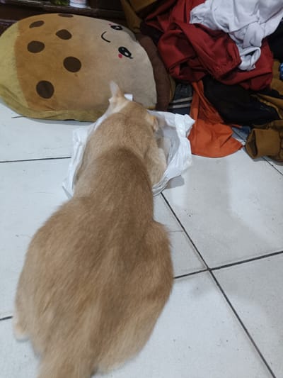 An orange-brown cat is positioned centrally, viewed from above and behind, with its head immersed within a crumpled white plastic bag on a light-colored tiled floor. The floor tiles exhibit dark grout lines and minor surface imperfections, including small cracks and specks of dirt. In the upper left quadrant, a large, light brown plush toy or pillow shaped like a cookie or bubble tea pearl is visible, featuring several dark brown circular spots and an embroidered face with two eyes, pink cheeks, and a curved smile. Behind the plush toy, a dark surface, possibly furniture, is partially discernible, along with a small green object and a white container with faint text. To the upper right, a disorganized pile of clothes in various colors—including white, red, black, orange, and brown—rests on the floor. The specific city of Cileungsi, Indonesia, cannot be verified from the visual information provided within the image.