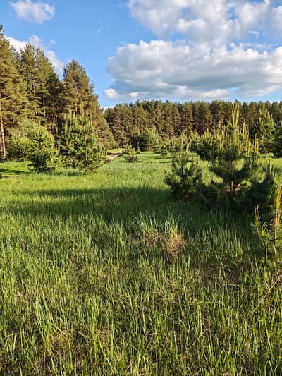 The image shows a grassy field in Заречье, Russia, with young pine trees scattered throughout. In the background, a dense forest line is visible under a partly cloudy blue sky. The grass in the foreground is tall and green, with areas of shadow and sunlight. There are no people visible in the image.