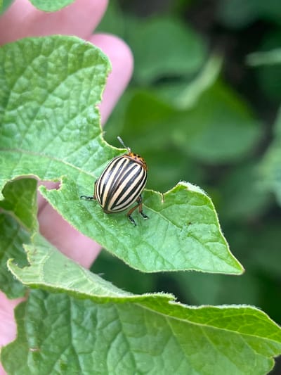 This media file is a close-up, eye-level shot of a Colorado potato beetle on a green potato leaf. The beetle, a common pest, is oval-shaped and has distinctive black stripes on a yellowish-orange body. Its legs are visible, gripping the leaf. The leaf itself appears to have been partially eaten, with jagged edges. A human finger, with light pink skin, is visible at the bottom left, gently holding the leaf. The background is softly blurred, showing more green foliage, suggesting an outdoor garden or farm setting. The lighting appears natural, indicating it's daytime. The overall impression is one of a close observation of nature, possibly in a rural or agricultural environment. The location is identified as Pigozino, Russia. There is no visible text in the image.