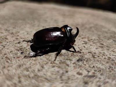A close-up, low-angle shot captures a male rhinoceros beetle in Krestovo-Gorodishche, Russia. The beetle, a dark, glossy brown, is positioned on a rough, light-colored concrete surface. Its distinctive horn curves upwards from its head. The beetle's legs are visible, spread out as it rests on the ground. The background is blurred, suggesting a shallow depth of field, and the concrete surface shows variations in color and texture, with small pebbles or grains embedded within it. The lighting appears to be natural, casting a shadow of the beetle onto the concrete.