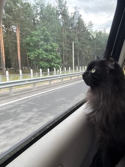 A black cat with yellow eyes is looking out the window of a vehicle. The cat is facing left, and its head and shoulders are visible. The vehicle appears to be in motion, with a blurred road and trees visible outside the window. A metal guardrail and white posts line the side of the road. The sky is cloudy. The location is the city of Levashovo, Russia.