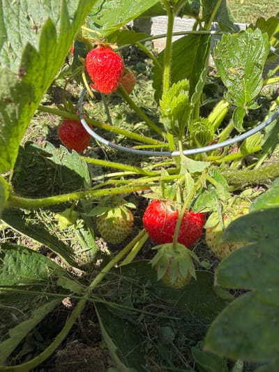 A close-up, ground-level shot captures a patch of strawberry plants in Tarusa, Russia. In the foreground, a ripe, red strawberry dangles from its stem, while to its right, a pale green, unripe strawberry is visible. Further into the frame, a cluster of strawberry plants with green leaves and stems are interspersed with several more red and pale green strawberries, some partially obscured by the foliage. A thin metal wire, likely part of a support structure, arcs across the scene. The ground beneath the plants is covered with soil and dried grass. The lighting suggests it is daytime, with sunlight casting shadows through the leaves.
