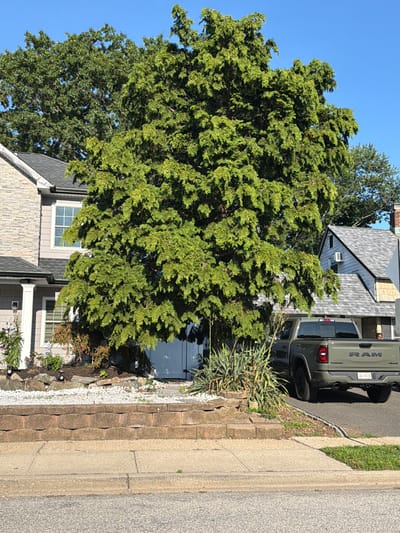In Levittown, United States of America, on a clear, sunny day, a large evergreen tree dominates the foreground, its lush green foliage casting shadows on a residential area. To the left, a two-story house with gray siding and stone accents features a prominent white-framed window on the upper level and a porch with a white pillar. A two-car garage door is visible behind the tree. To the right of the tree, another house with a gray shingled roof and light-colored siding is partially visible. A dark green RAM pickup truck is parked in the driveway on the right side of the image. The truck has a license plate that reads "CAL-B338". The front of the property is bordered by a retaining wall constructed from beige interlocking blocks, topped with a layer of white decorative stones and landscaping. Grass and a sidewalk are present in front of the retaining wall, with a paved street beyond.