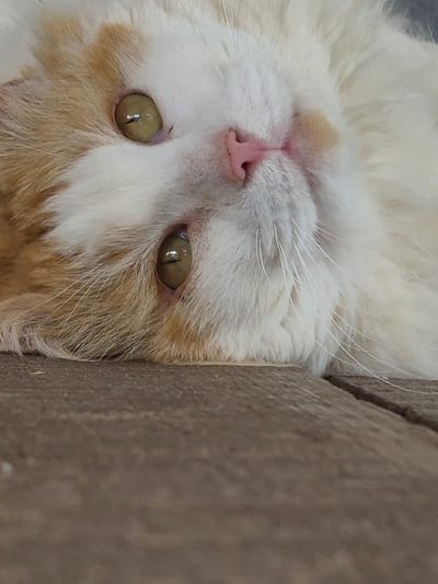 A close-up, eye-level shot focuses on the face of an orange and white cat. The cat is positioned to the right of a textured, brown, vertical surface, partially obscuring its left side. The cat's gaze is directed slightly off-camera to the left, with its eyes a striking yellowish-green. The left eye is more prominent and in focus, revealing a reflection of what appears to be a light source. The cat's pink nose is clearly visible, as is a small patch of orange fur beneath its chin. The fur around its face is fluffy, with prominent white whiskers fanning out. The background behind the cat is softly blurred, suggesting a shallow depth of field. The lighting appears to be natural, possibly daylight, given the clarity of the details. The overall mood is one of gentle curiosity or observation. No text is visible in the image. The location is given as Sooblase, Estonia.