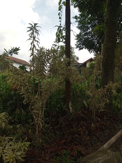 The image presents an outdoor scene located in Cibodas, Indonesia, characterized by dense foliage and residential structures under an overcast sky. The foreground and midground are filled with a variety of plant life. A cluster of variegated shrubs with light green and cream-striped leaves occupies the central and left-central areas. To the left, a taller, slender plant with dark green, upward-curving leaves is visible. A dark brown, vertical pole, approximately centered but slightly to the right, extends from the lower frame upwards, entwined with green vines. On the far right, a large tree trunk with dark, textured bark is partially visible. The ground is covered with dark soil, leaf litter, and smaller plants, some exhibiting reddish-maroon foliage. In the bottom right corner, a segment of a light-colored concrete block and a piece of wooden debris are present. In the background, beneath a light grey, cloudy sky, two buildings are discernible: a white structure with an orange-tiled roof on the left, and a multi-level building with a darker roof and light-colored walls on the right, partially obscured by trees. No individuals, direct actions, or interactions are depicted within the scene.