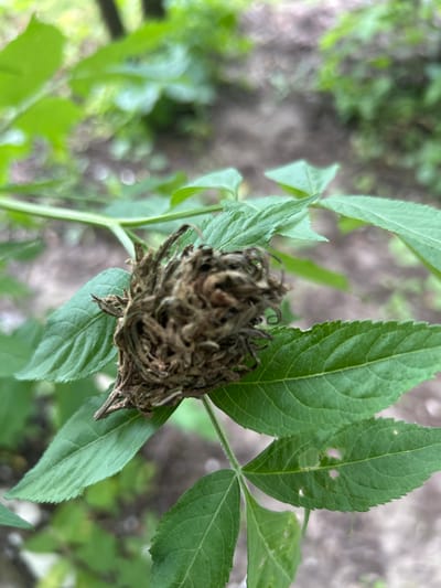 A close-up, shallow-depth-of-field shot captures a cluster of dried, brown material resembling a bird's nest or a pupal casing, intricately woven and attached to a green plant stem. This structure is nestled amongst several vibrant green leaves, some of which show small holes, suggesting insect activity. The background is a soft blur of green foliage and muted earth tones, indicating an outdoor natural setting, likely a garden or woodland. The lighting suggests it is daytime, with natural light illuminating the scene. The focus is sharp on the nest-like object and the surrounding leaves, while the background is soft and out of focus. The scene is devoid of people and text. The context provided is Velykyi Trostianets, Ukraine.