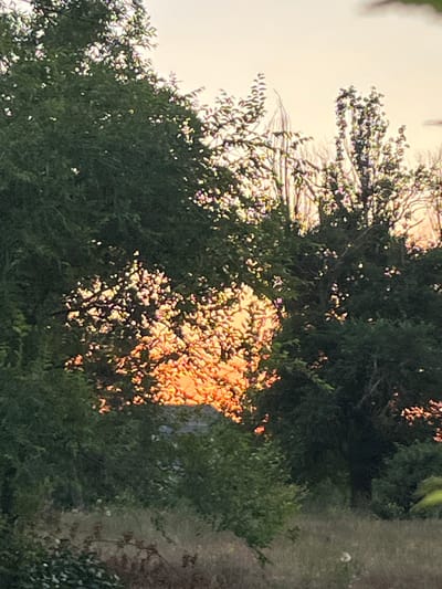 The image depicts a view through dense green foliage of trees. Sunlight, appearing as an orange glow, filters through gaps in the leaves, creating a dappled effect. The sky above is a pale yellow, suggesting either sunrise or sunset. In the distance, a roofline is partially visible beneath the illuminated foliage. The foreground consists of more greenery and dry grass. The scene is natural and appears to be outdoors. There is no indication of the specific location within Shyroka Dacha, Ukraine.