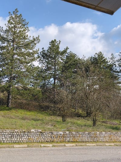 The image depicts an outdoor scene in Liaskovo, Bulgaria, under a blue sky with scattered white clouds. The upper right portion of a light-colored, corrugated metal overhang is visible at the very top. The background is dominated by a dense cluster of tall evergreen trees with dark green foliage, primarily pines. In front of and below these evergreens, a section of leafless deciduous trees and shrubs with bare branches is present, indicative of late winter or early spring. A grassy slope with varying shades of green and brown occupies the midground. Separating the slope from the foreground is a low, horizontal retaining wall constructed from irregular, light-colored stone blocks, approximately one meter in height. The immediate foreground consists of a grey asphalt or paved surface, possibly a road or parking area, with lighter-colored curb-like stones running along its edge parallel to the stone wall. No individuals, animals, or specific actions are discernible.