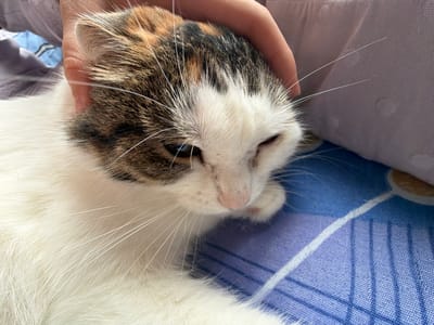 A person's hand gently strokes the head of a calico cat lying on a blue and white striped surface. The cat's eyes are partially closed, and its fur is a mix of white, brown, and black. The background consists of a pale purple fabric. The scene appears to be indoors.
