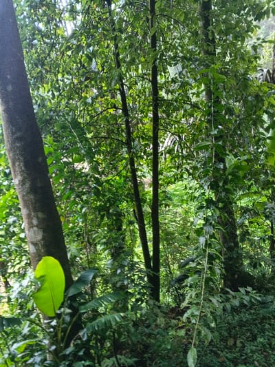A lush, green forest scene is depicted with dense foliage covering the ground and trees. The sunlight filters through the canopy, creating dappled shadows on the vegetation. Several tree trunks are visible, including one large one on the left side of the image. A large, bright green leaf stands out prominently in the foreground. The overall impression is one of a vibrant and thriving natural environment.