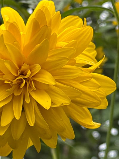 The image is a close-up shot of a vibrant yellow flower, possibly a double coneflower or a similar variety, with many layered petals. The flower is in full bloom and appears to be outdoors, with a soft, blurred green background suggesting foliage and possibly a garden setting. The lighting highlights the delicate texture and form of the petals, some of which have small water droplets on them, indicating recent moisture. There are no people or specific urban landmarks visible in the image, and therefore no specific location in Затишье Снт, Russia can be determined. The focus is entirely on the botanical subject.