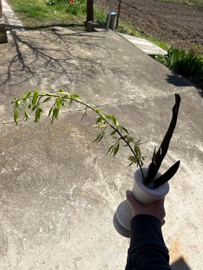 A hand is holding a white vase containing a branch with green leaves and catkins, along with several black feathers. The background consists of a concrete surface with tree shadows, a garden with tilled soil, and some grass. The location is Pishtigovo, Bulgaria. No people are fully visible other than the hand holding the vase. The action is someone holding up a vase with foliage and feathers.