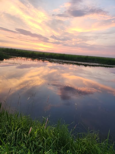 This is a landscape photograph taken at dusk in Atameken, Kazakhstan, featuring a body of water reflecting the sunset. The sky is filled with soft, wispy clouds illuminated by the setting sun, casting hues of orange, pink, and yellow. The water's surface is calm, creating a mirror-like reflection of the colorful sky and the distant horizon line, which is marked by a dense band of green vegetation. In the foreground, tall, lush green grass and reeds grow along the edge of the water. The overall mood of the image is serene and tranquil.