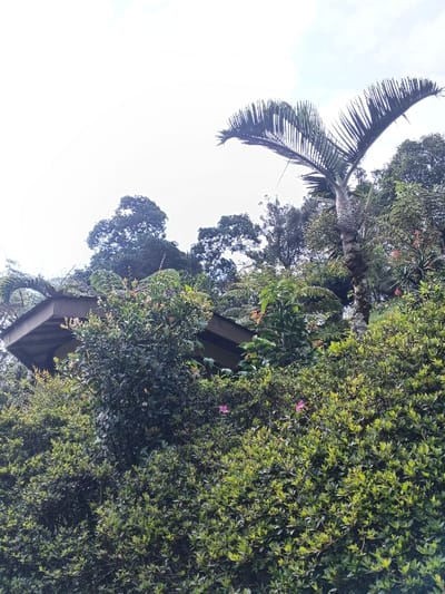 This image depicts a densely vegetated hillside in Soibada, East Timor, under a bright, overcast sky. The foreground and midground are dominated by numerous lush green bushes and trees with small leaves, some exhibiting lighter green new growth. Scattered among these bushes, two small pink flowers are visible. On the right side, a tall palm tree with large, dark green fronds and a textured, light brown trunk extends upwards. To the left, partially obscured by the dense foliage, the corner of a building or shelter with a dark, sloped roof and a lighter underside is visible. Taller, darker green tree canopies form the background beneath the bright sky. No people or animals are present.