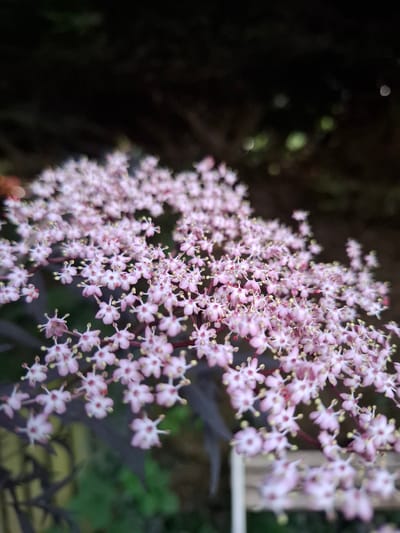 A cluster of small, pale pink elderflower blossoms with yellow stamens is the central focus of the image, viewed from a slightly elevated perspective. The flowers are tightly packed together on dark, thin stems, creating a delicate, cloud-like effect. The background is a dark, out-of-focus blur of foliage and dappled light, suggesting an outdoor setting. The overall impression is one of natural beauty and subtle color. The location is Middleton Tyas, United Kingdom.