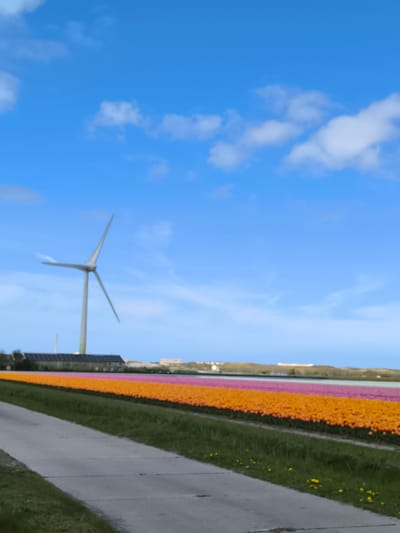 The image shows a field of tulips in Sint Maartensvlotbrug, Netherlands. The flowers are in rows, with orange, pink, and white tulips. There is a concrete road in the foreground with grass and yellow dandelions on either side. In the background, there is a wind turbine, a building with solar panels, and a hint of buildings in the distance. The sky is blue with white clouds.