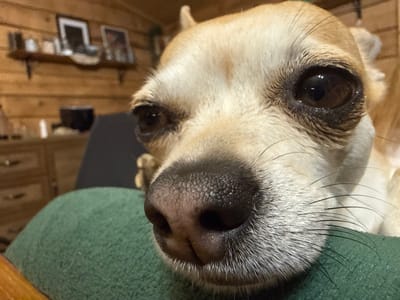 A close-up, intimate portrait features a small, light-colored dog, likely a Chihuahua, indoors. The dog's dark, wet nose and large, expressive dark eyes dominate the foreground, suggesting a very close perspective to the camera, which gives a slight wide-angle effect. Its fur is a blend of light tan and white, with prominent whiskers extending from its muzzle. Slight tear marks or discharge are visible around the inner corners of its eyes.
The dog is resting on a dark green, textured upholstered surface, possibly a sofa or chair armrest, which is visible in the lower foreground. The background is softly blurred but reveals a rustic wooden plank wall, indicative of a cabin or cozy home interior. A wooden shelf is mounted on the wall, holding several framed objects or pictures that are too indistinct to identify details. A wooden dresser or cabinet is partially visible on the far left. The lighting is soft and ambient, suggesting an indoor setting, possibly evening. The dog appears calm and observant, gently looking towards the viewer or slightly past the camera. There is no visible text in the image. The setting suggests a comfortable home environment in Ralevo, Bulgaria.