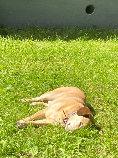 A tan-colored dog is lying on its side in green grass. The dog is facing towards the right side of the image and its eyes are closed. The dog has a dark-colored collar around its neck. In the background, there is a grey concrete structure with a dark circular opening. The scene appears to be outdoors in a grassy area, possibly a park or yard, under natural sunlight.