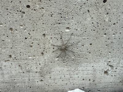 The image displays a close-up view of a rough, grey concrete surface. The concrete is dotted with numerous small holes and some larger voids, indicative of its porous texture. In the center of the frame, a small, grey spider is perched on the concrete. The spider is relatively still, with its legs spread out, making it blend in with the textured background.
The lighting suggests it is daytime, and the concrete surface appears dry, so the weather is likely fair. The context provided places the scene in Des Moines, United States of America. The image focuses on the texture of the concrete and the presence of the spider, with no other discernible objects, people, or text visible. The overall impression is one of a mundane, outdoor surface observed up close.