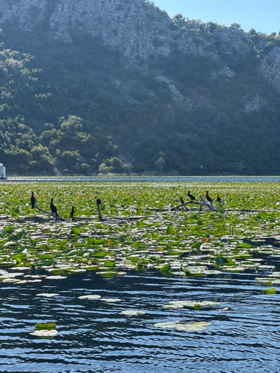 The scene is a view of Lake Skadar near the village of Dodoši, Montenegro. The left of the image features a mountain slope covered with dense forest. To the right, a vast expanse of lily pads covers a portion of the lake's surface. Several dark-colored birds are perched on branches protruding from the lily pads. The right edge of the image shows open water with small lily pads floating on the surface.