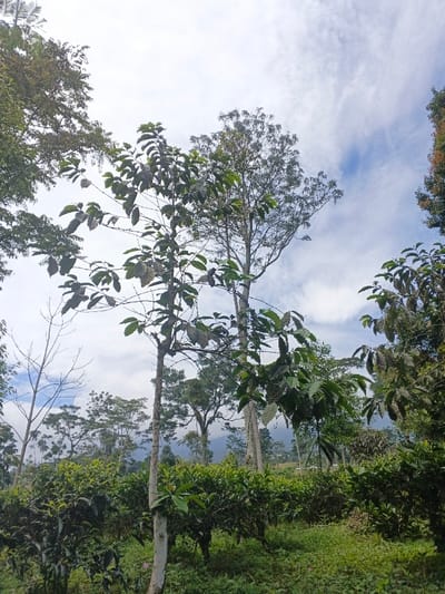 A vibrant outdoor scene features various trees with varying foliage density. Tall, slender trees reach towards a cloudy sky with patches of blue. Lush green bushes and undergrowth cover the ground. Distant hills are partially obscured by mist or haze, contributing to the depth of the landscape. The composition highlights a contrast between the sky and the dense vegetation below.