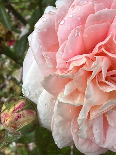 The image is a close-up, vertical shot of a pink rose in bloom, with water droplets on its petals. To the left of the rose, a rosebud is visible, partially closed and with reddish-pink markings on its pale yellow surface, enclosed by green sepals. The background is blurred, showing green foliage and hints of other flowers, suggesting a garden setting. The lighting appears natural, with soft shadows and highlights accentuating the texture of the petals and the water droplets. There are no people or animals visible in the image. The scene is likely outdoors, possibly in a garden or park. The location specified as Dongaron, Russia, cannot be verified from the visual content of the image alone.