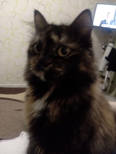 The image shows a close-up, slightly out-of-focus shot of a tortoiseshell cat's face. The cat has distinctive markings with patches of black, brown, and orange fur. Its eyes are open and appear yellow. The background consists of a wall with a subtle, swirling pattern and a blurry hint of what appears to be a television screen in the upper right corner. The lighting is dim, casting shadows on the cat's face. The environment suggests an indoor setting, possibly a living room. There is no indication of the cat's location within the city of Nikopol, Ukraine.