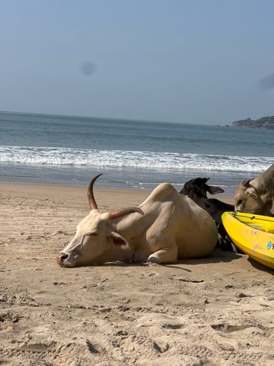 A tanned cow rests on a sandy beach next to the ocean, where waves are crashing on the shore. A yellow kayak sits atop another cow near the first. A black cow is visible between the two tan cows. The sky is clear and pale blue.