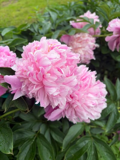 This is a close-up, shallow depth of field photograph of two fully bloomed pink peonies with dew drops on their petals. The peonies are in focus in the foreground, with their lush, layered petals clearly visible. Behind them, the out-of-focus background consists of dark green foliage and a hint of bright green grass, suggesting an outdoor garden setting. The overall lighting is soft and diffused, indicating it may be an overcast day or early morning. There is no indication of people or any specific structures that would link it to the city of Малое Верево, Russia.