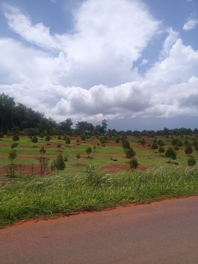 The image depicts a rural landscape in Plai Phraya, Thailand. A red-toned asphalt road occupies the foreground. Tall, green grasses grow along the roadside. Beyond the grass, a cultivated field rises gently. The field is marked by rows of small, regularly spaced trees with green foliage. The ground between the trees is covered in green grass, interspersed with patches of red soil. A line of mature trees forms the horizon. The sky is predominantly overcast with heavy, white and grey clouds.