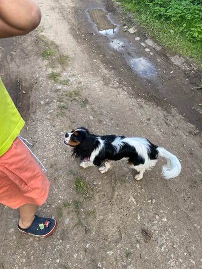 The image shows a Cavalier King Charles Spaniel dog standing on a dirt path with patches of green grass. The dog is black and white with tan markings on its face. It is looking down at the camera. In the foreground, a person's legs are visible, wearing orange shorts and a lime green shirt. One foot is wearing a dark blue Croc with red trim, decorated with cartoon animal charms. The scene appears to be outdoors, likely during the daytime, with some puddles on the path, suggesting recent rain. The ground is a mix of dirt, small stones, and tire tracks. The background features more greenery and the rough texture of the ground.