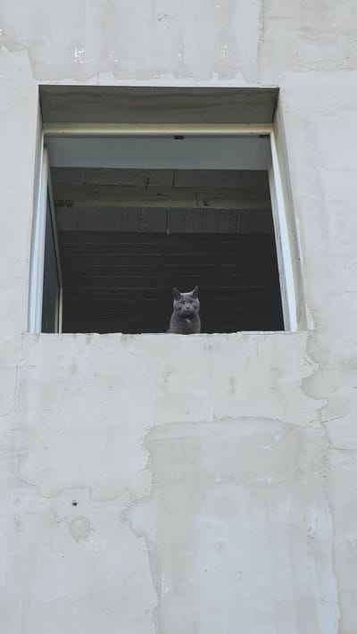 A grey cat sits in a rough window opening of an unfinished concrete building. The building's exterior wall is a pale, textured gray, with visible signs of construction such as patches of uneven plaster and some faint white markings. The window frame is simple and unfinished. Inside the window, wooden beams are visible above a dark interior space. The cat is looking directly at the camera with a neutral expression. The scene appears to be in the city of Nemėžis, Lithuania.